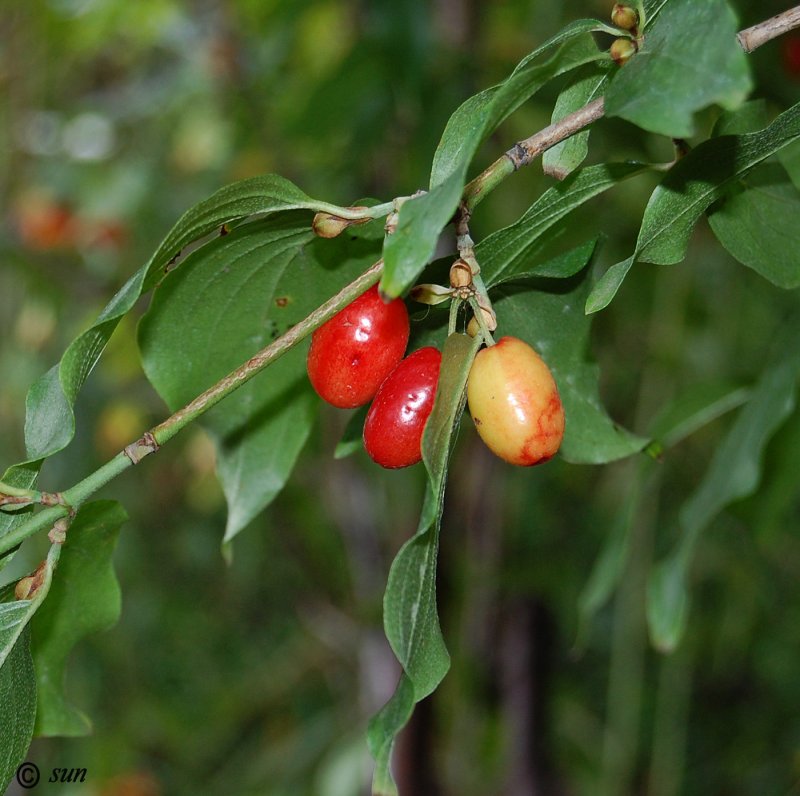 Кизил Cornus mas