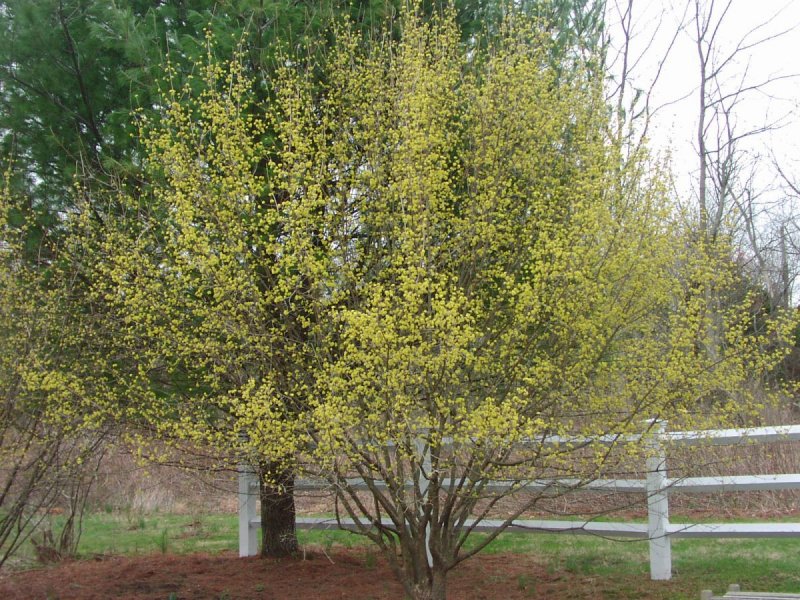 Кизил обыкновенный (Cornus mas)
