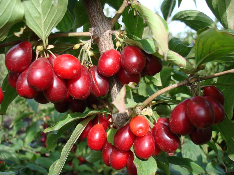 Кизил обыкновенный (Cornus mas)