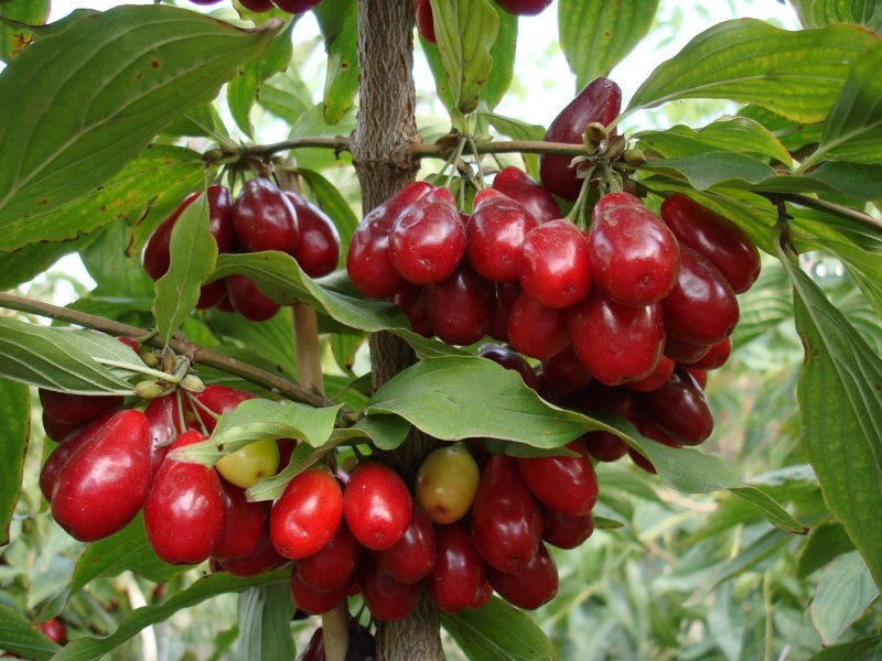 Дерен мужской Cornus mas