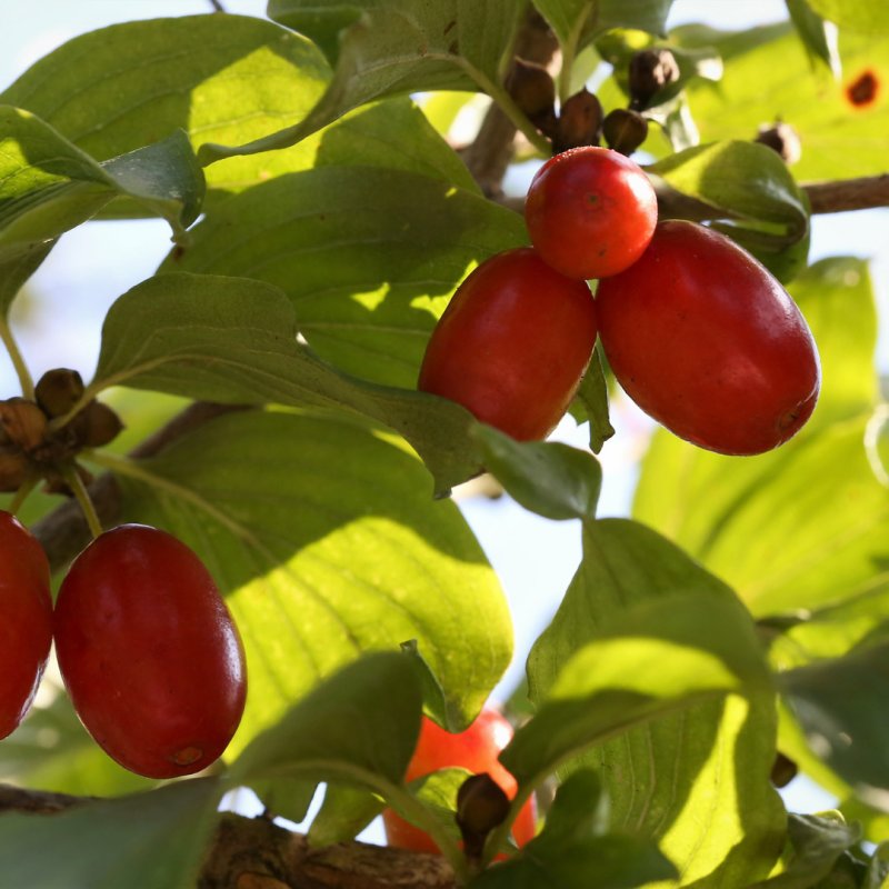 Кизил Cornus mas