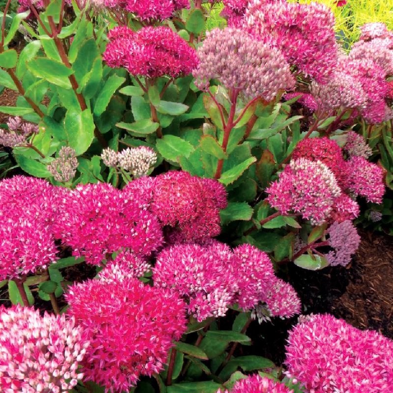 Очиток гибридный (Sedum hybridum)