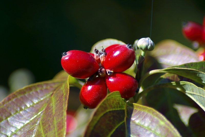 Кизил Dogwood