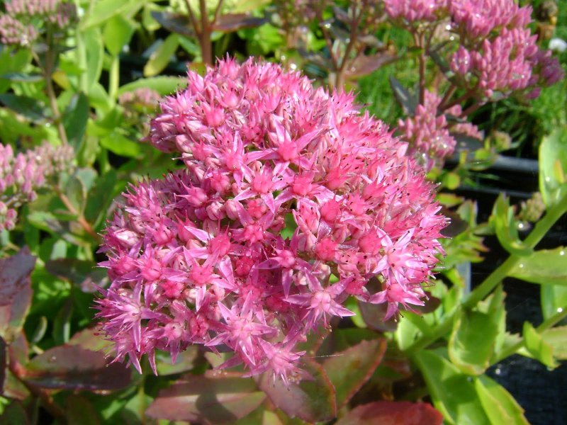 Очиток телефиум (Sedum telephium `Munstead Dark Red`)