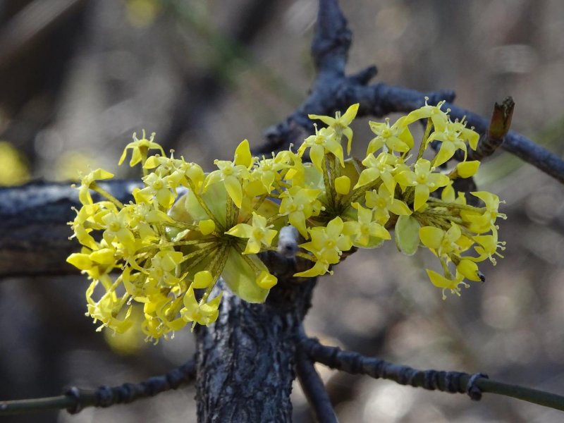 Кизил обыкновенный(Cornus mas) цветение