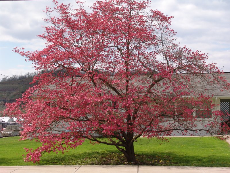Кизил Dogwood