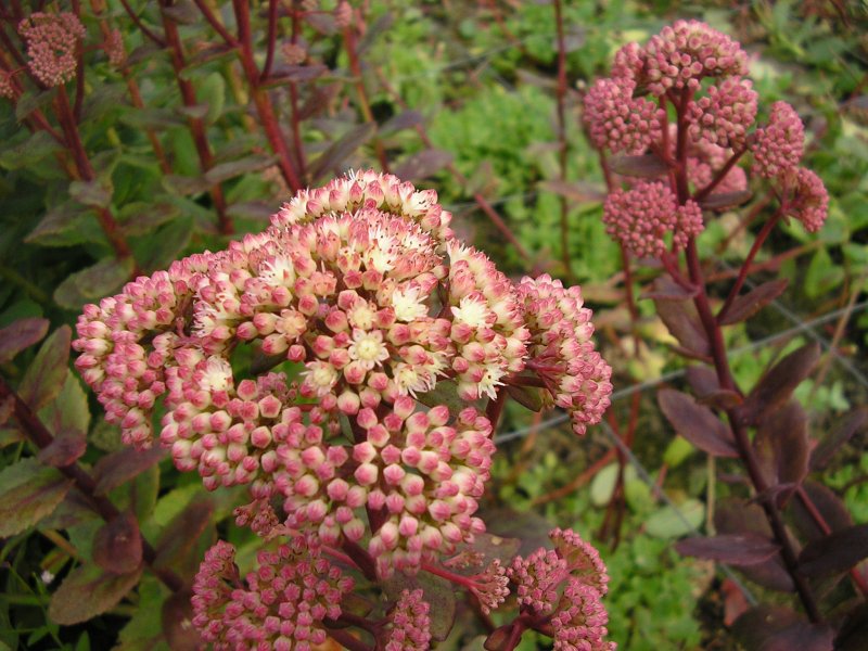Очиток Видный (Sedum spectabile `Brilliant`)