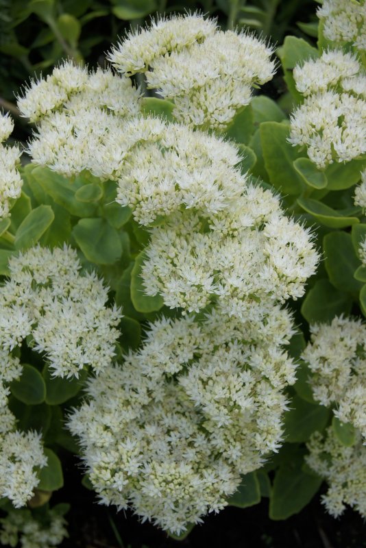 Седум Sedum telephium oriental Dancer
