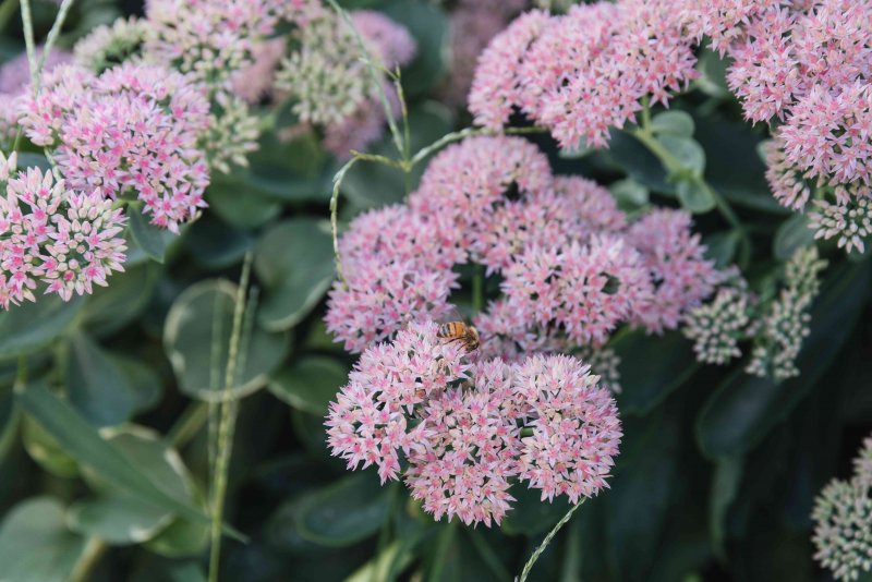 Очиток Видный (Sedum spectabile `Brilliant`)