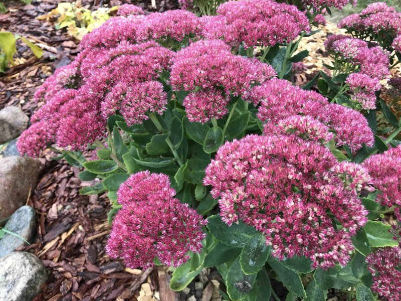 Sedum telephium Red Cauli