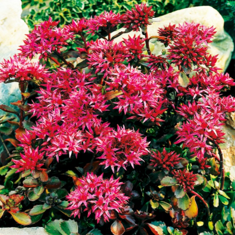 Sedum pluricaule