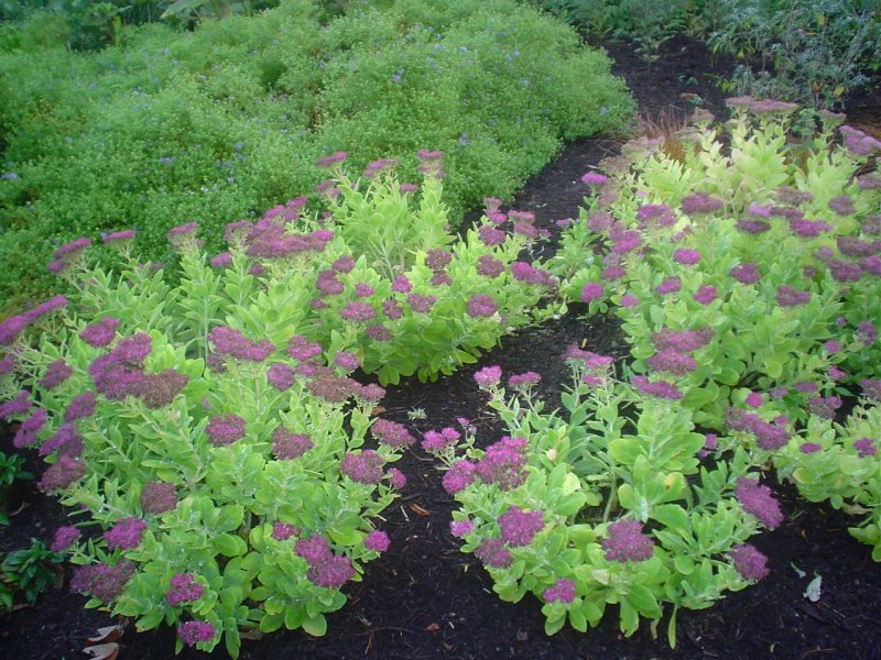 Sedum SPECT. Neon