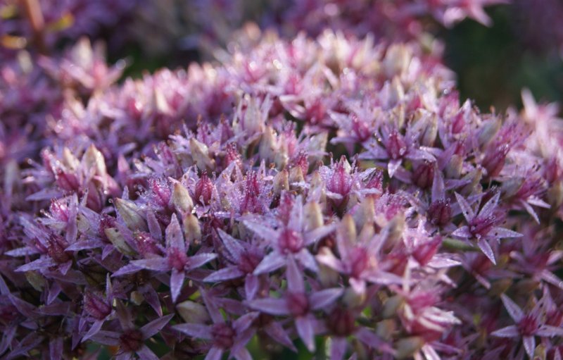 Sedum rupestre Angelina