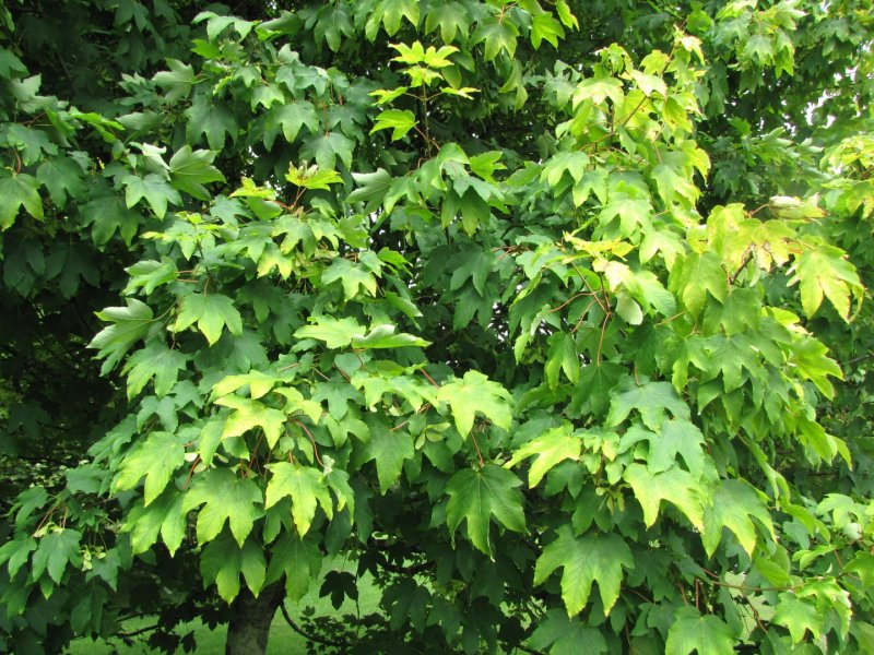 Acer pseudoplatanus 'Worley'