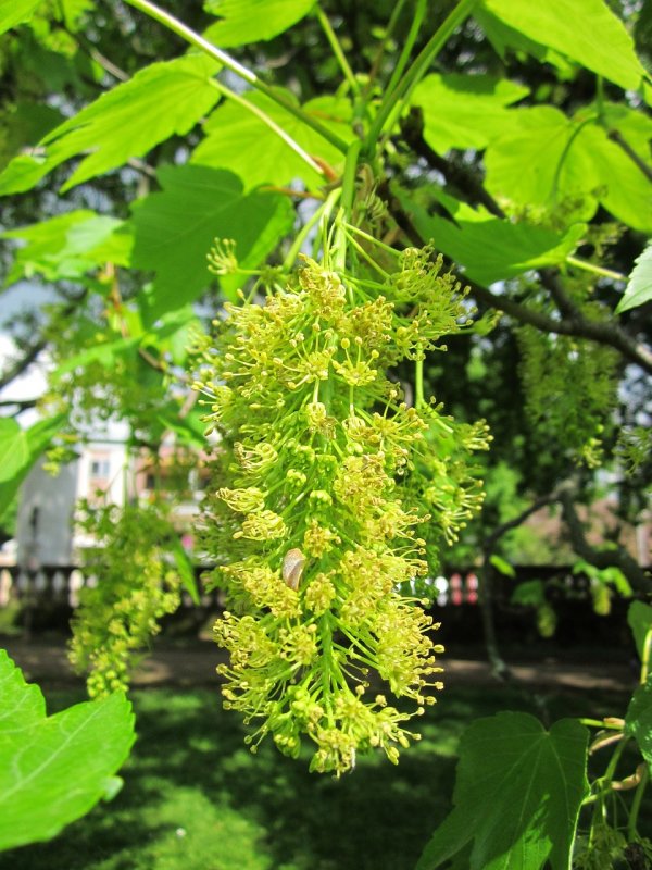 Клен Явор – Acer pseudoplatanus l.