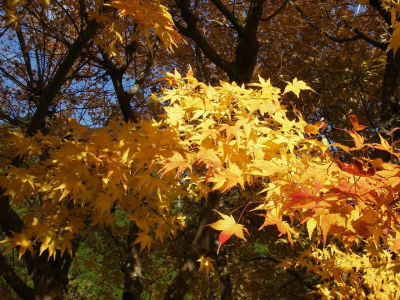 Клен полевой Acer Campestre «Carnival»