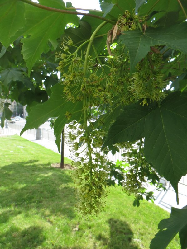 Клен Ложноплатановый, Явор, белый клен Acer pseudoplatanus