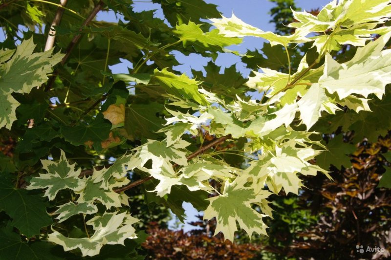 Клен Ложноплатановый (Acer pseudoplatanus)