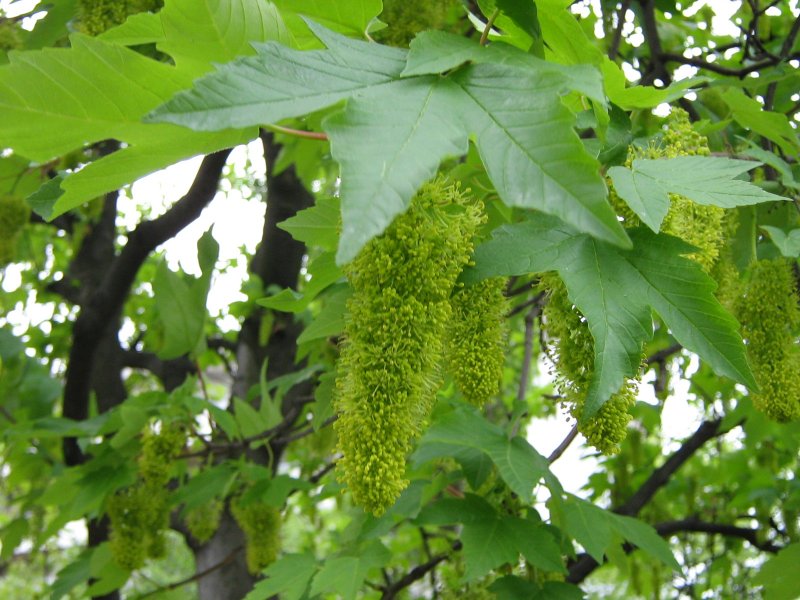 Клен Acer pseudoplatanus (Явор)