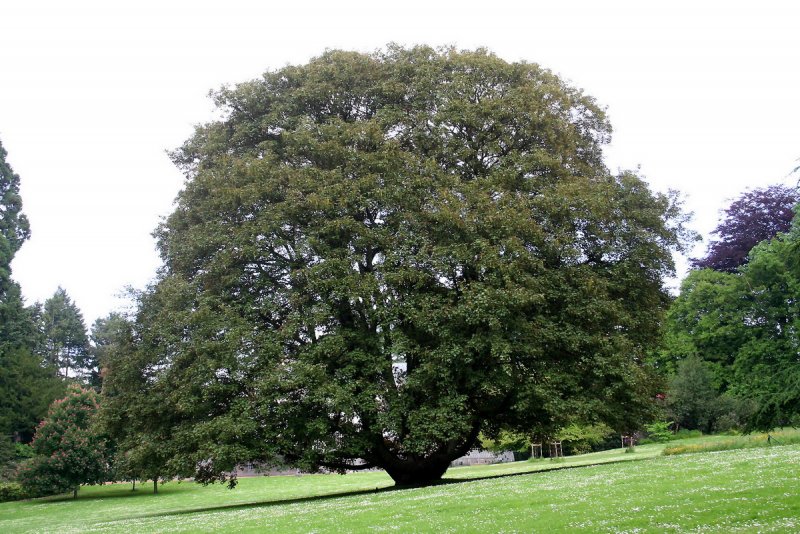 Acer pseudoplatanus дерево