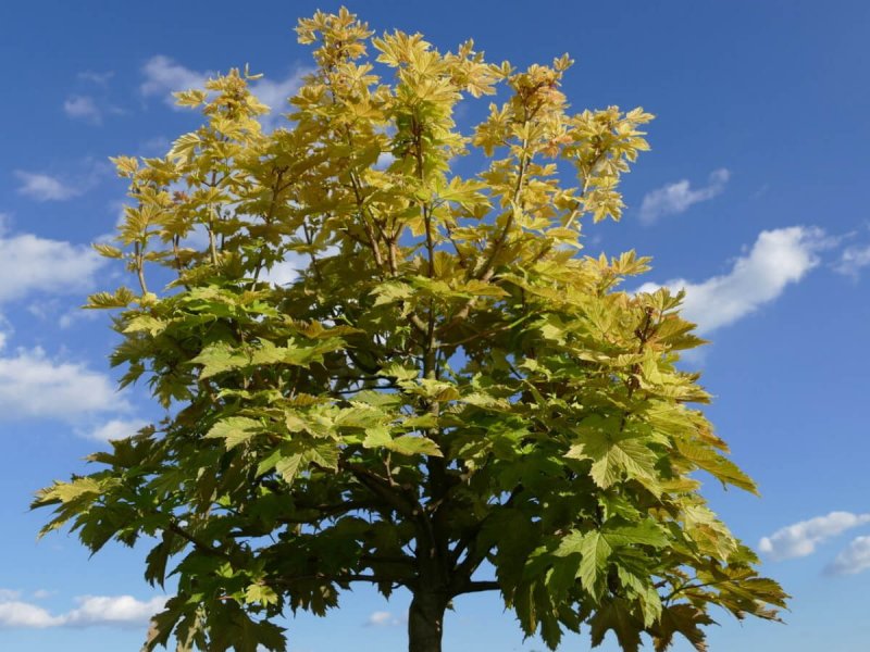 Клен Acer pseudoplatanus (Явор)
