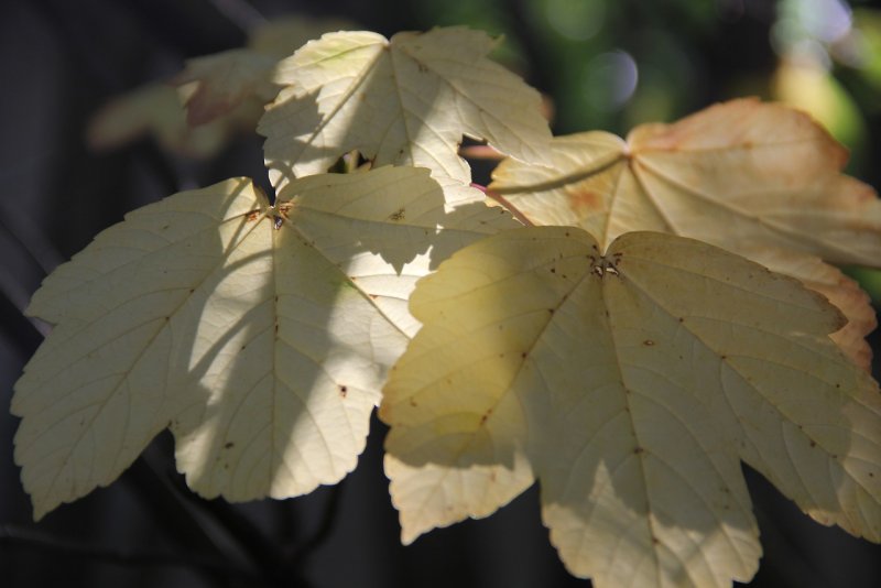 Клен Ложноплатановый (Acer pseudoplatanus)