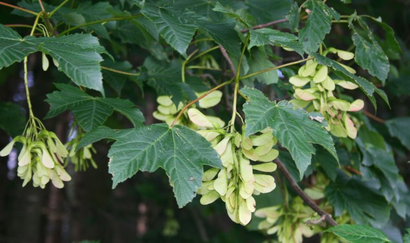 Клен Acer pseudoplatanus (Явор)