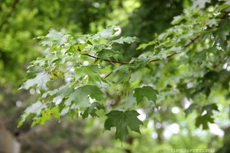 Клен серебристый Acer saccharinum