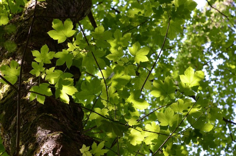 Клён белый (Acer pseudoplatanus