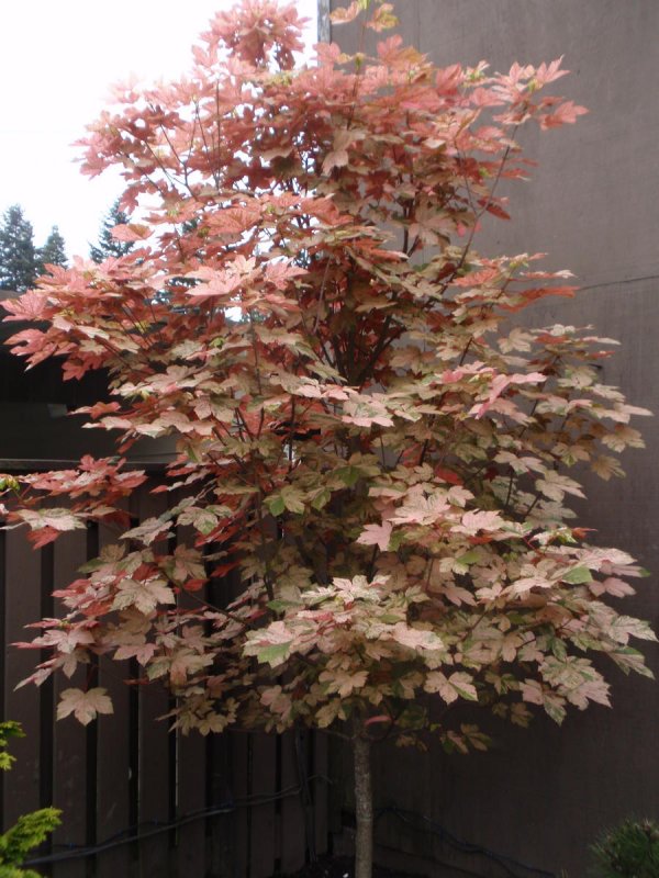 Клен серебристый Acer saccharinum лист