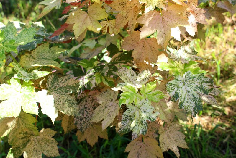 Acer pseudoplatanus autumn