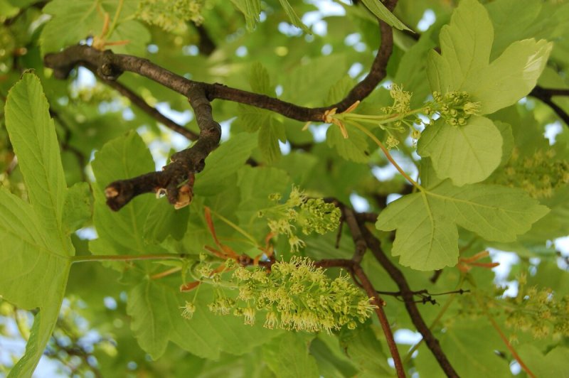 Acer pseudoplatanus Brilliantissimum