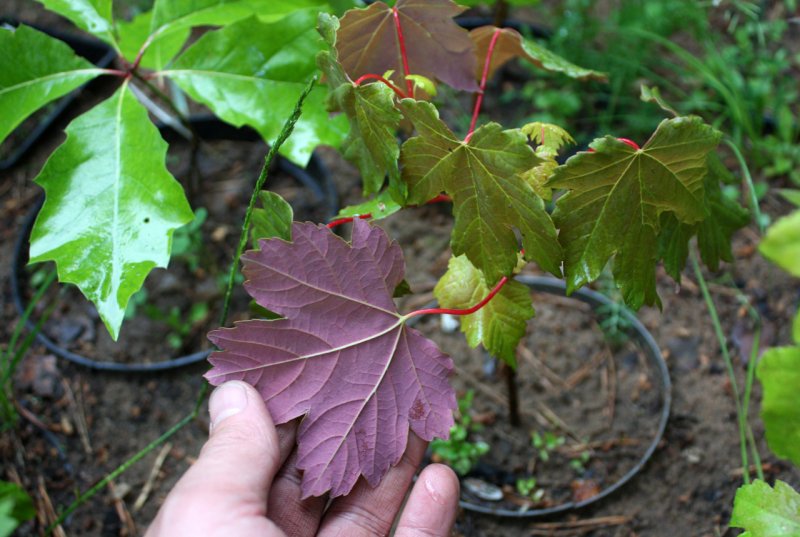 Клен Ложноплатановый, Явор, белый клен Acer pseudoplatanus