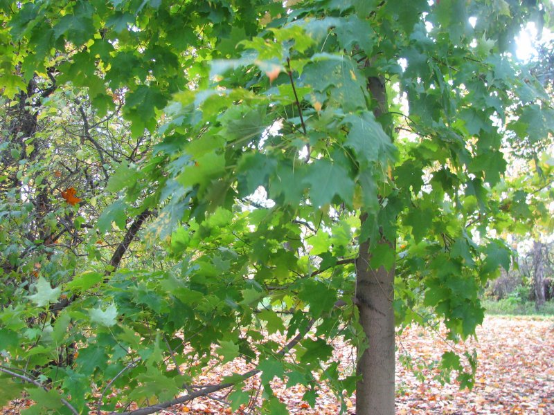 Клен Ложноплатановый Acer pseudoplatanus ESK Sunset