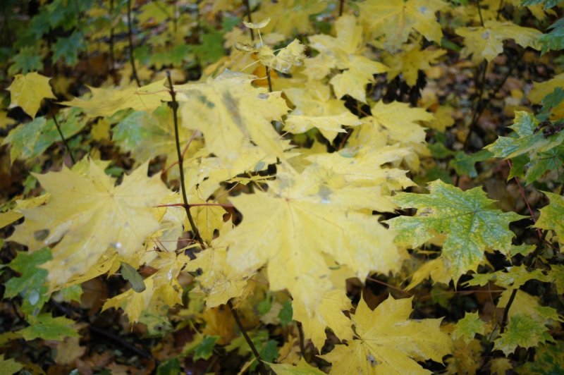 Acer pseudoplatanus клён Ложноплатановый Явор