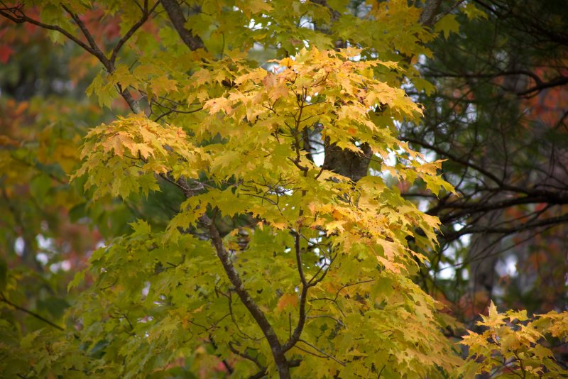 Acer клен pseudoplatanus