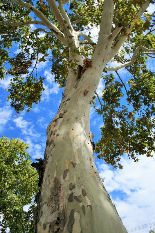 Acer клен pseudoplatanus