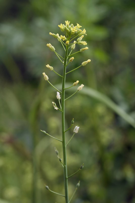 Рыжик льновый Camelina linicola