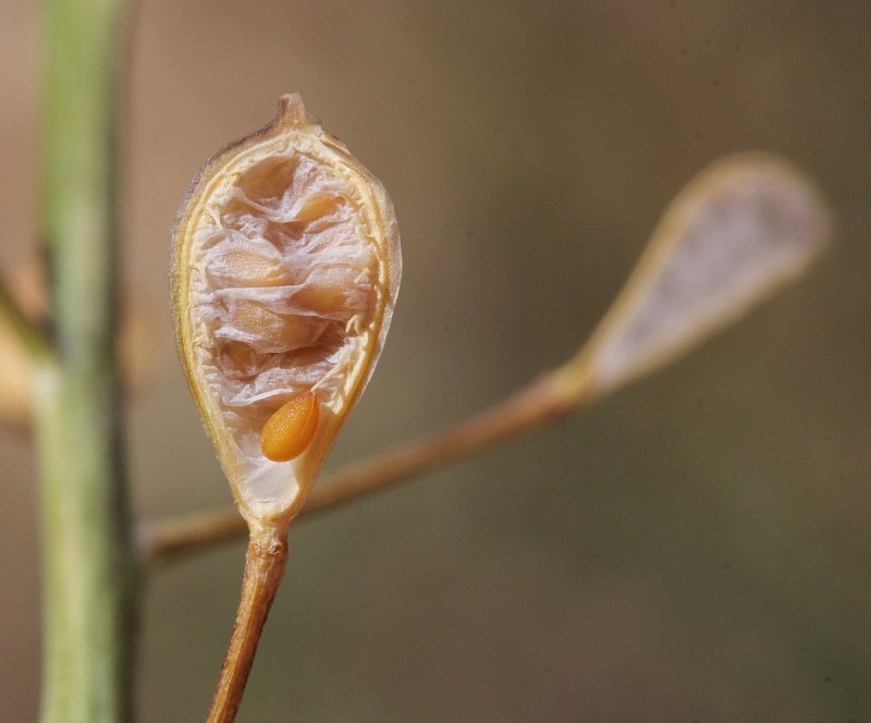 Camelina microcarpa плод