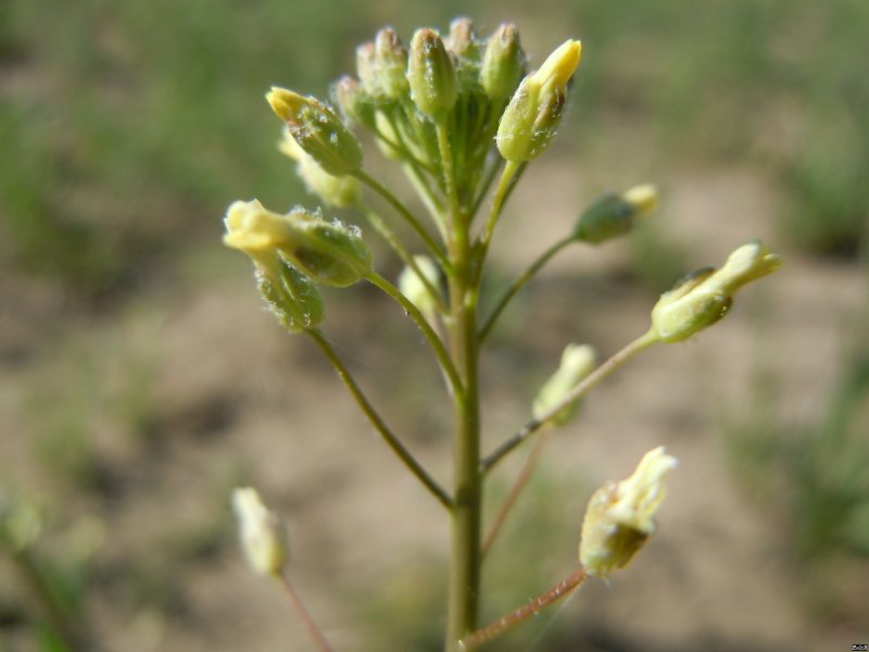 Сурепка Camelina