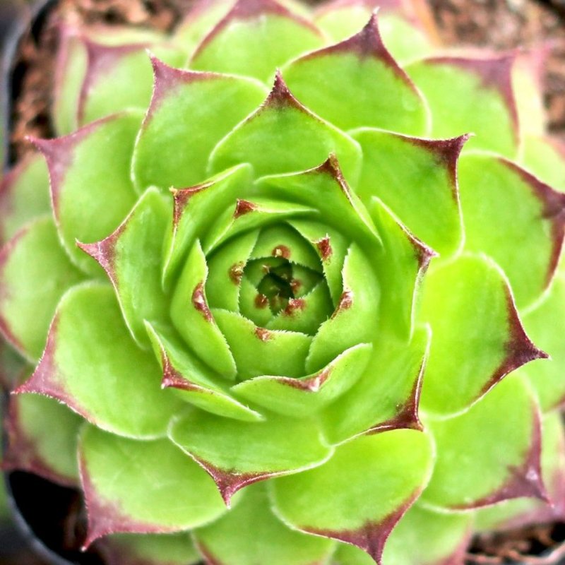 Молодило (Sempervivum)