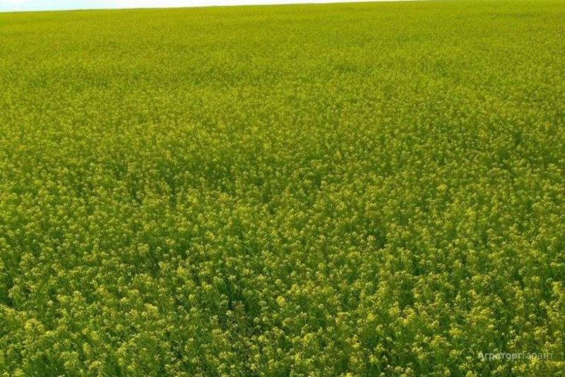 Сельхозкультура Рыжик