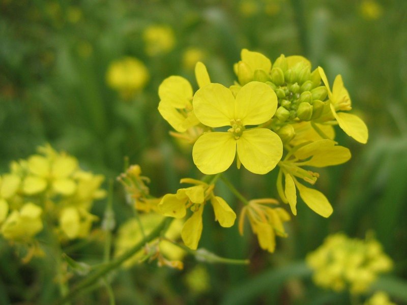 Горчица сарептская (Brassica juncea l.)