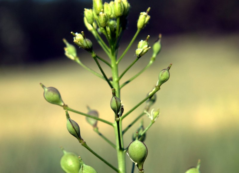 Рыжика посевного (Camelina Sativa),