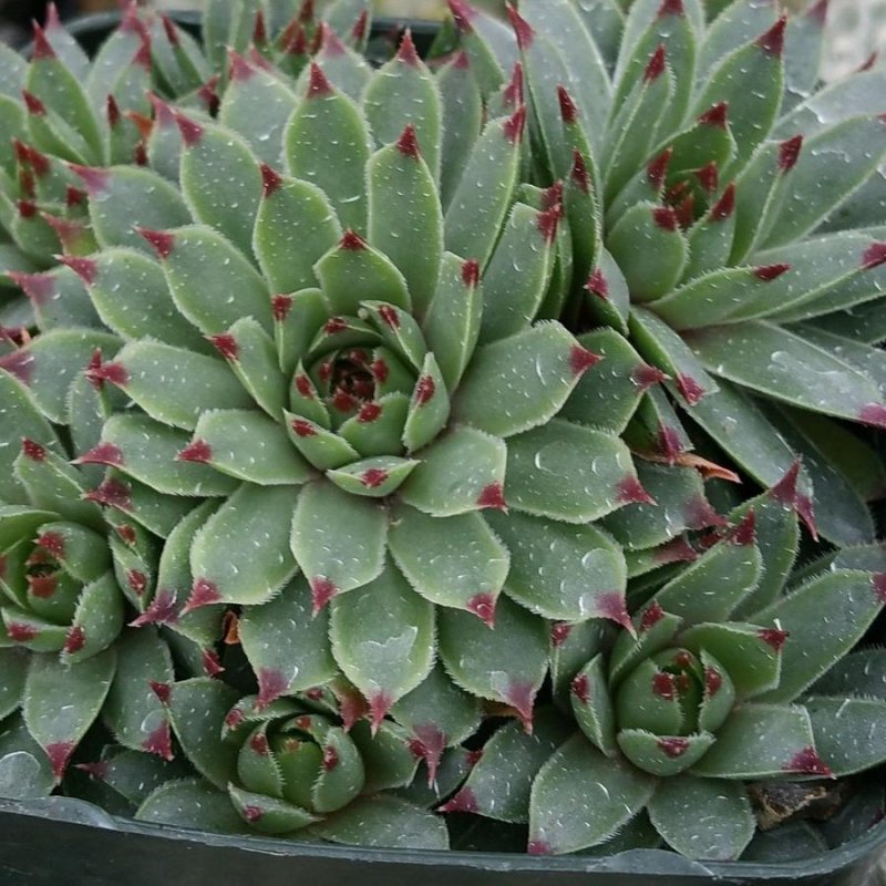 Молодило (Sempervivum)