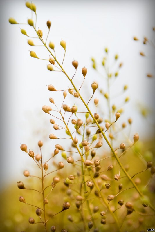 Рыжик льновый Camelina linicola