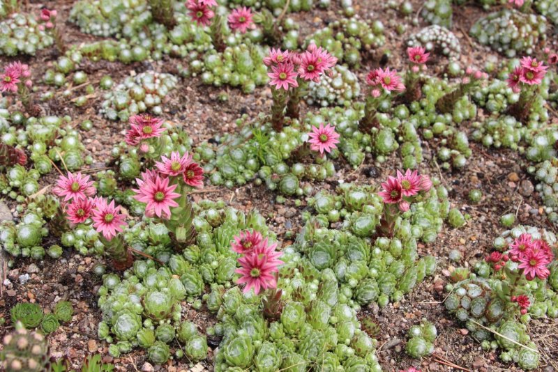 Молодило Sempervivum Cassiopea