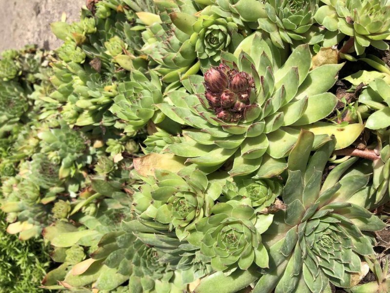 Альпийская живучка Sempervivum