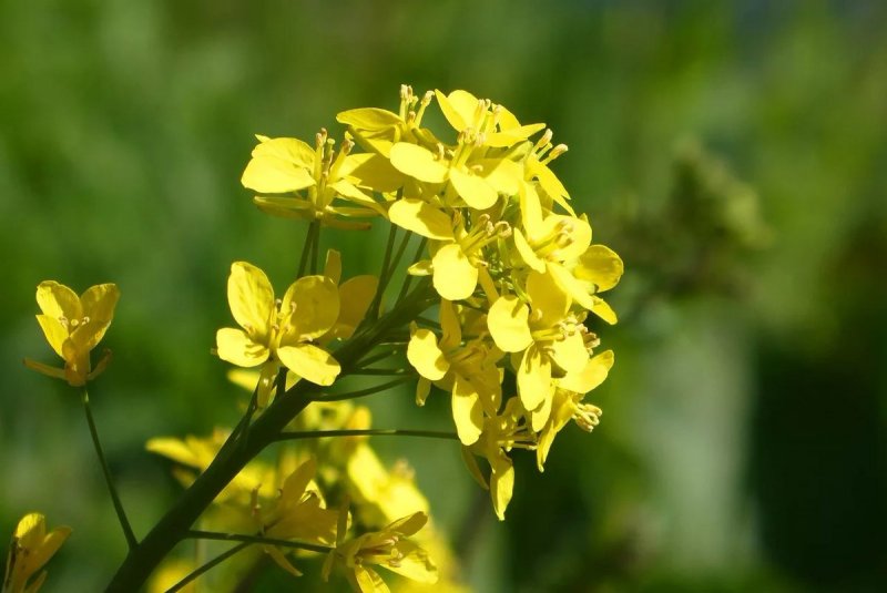 Рапс (Brassica napus l.).