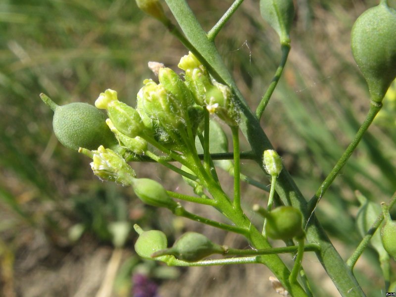 Рыжика посевного (Camelina Sativa),
